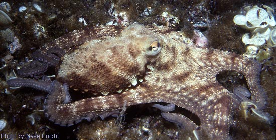 Octopus, Lanzarote.